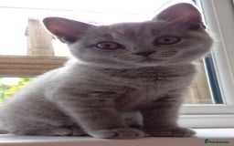 British Shorthair cats for sale: *Nearly Ready* GCCF Registered BSH Kittens  - Image 13
