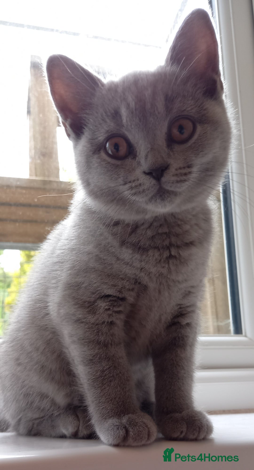 British Shorthair cats for sale: *Nearly Ready* GCCF Registered BSH Kittens  - Image 13