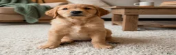 Golden Retriever dogs for sale: Health tested golden retrievers  - Advert 2