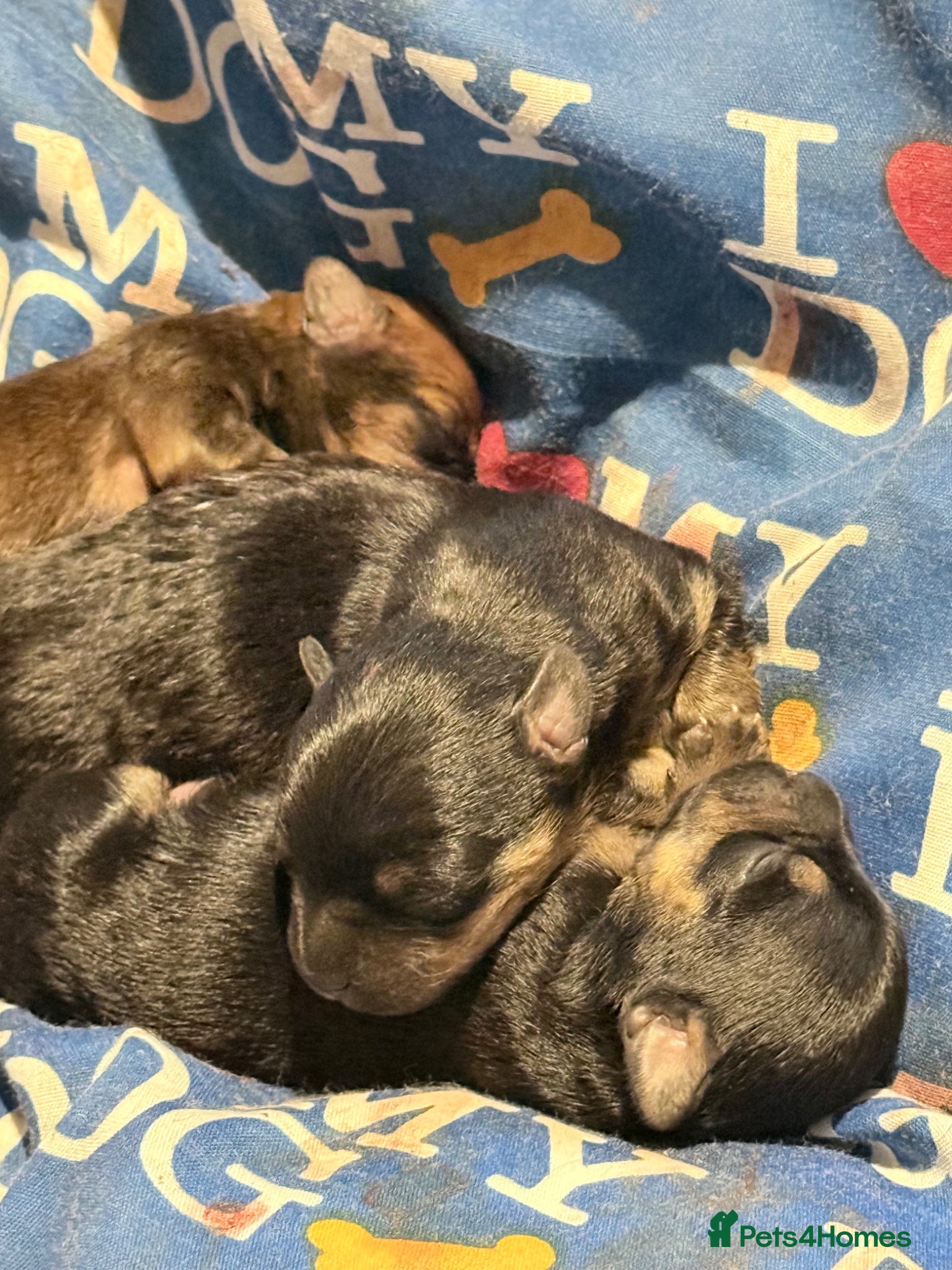 Mixed Breed dogs Frorkie puppies miniature frenchie/yorkie - Advert 2