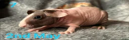 Guinea Pig rodents for sale: Skinny Pig Boars. - Advert 7