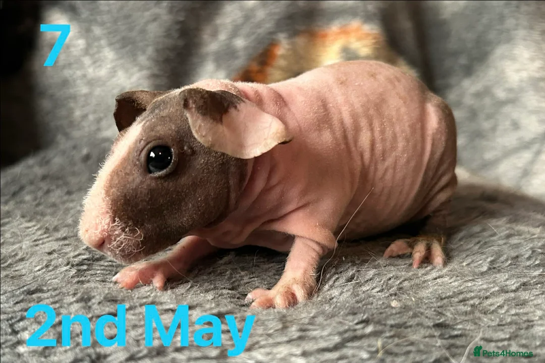 Guinea Pig rodents for sale: Skinny Pig Boars. - Advert 7