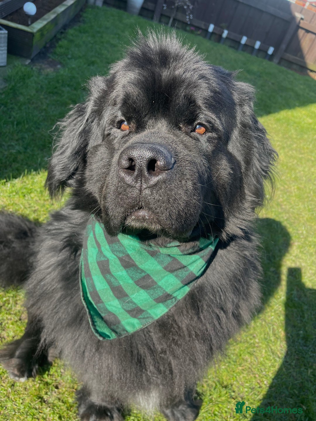 Newfoundland dogs for stud: Newfoundland stud  - Image 17