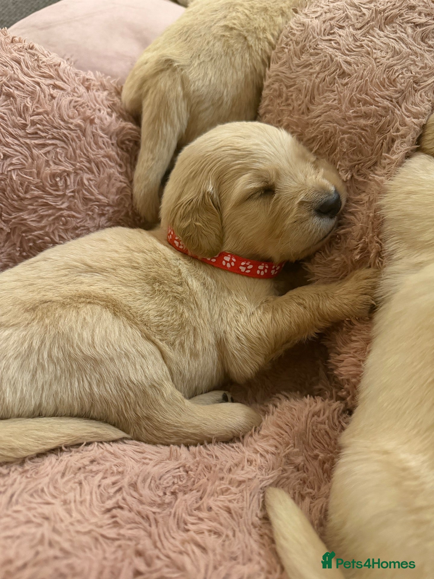 Golden Retriever dogs 🌟4 strong boys left out of a stunning litter!! - Advert 6