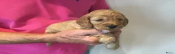 Cockapoo dogs for sale: Outstanding F1 Cockapoos in Wetherby - Advert 5