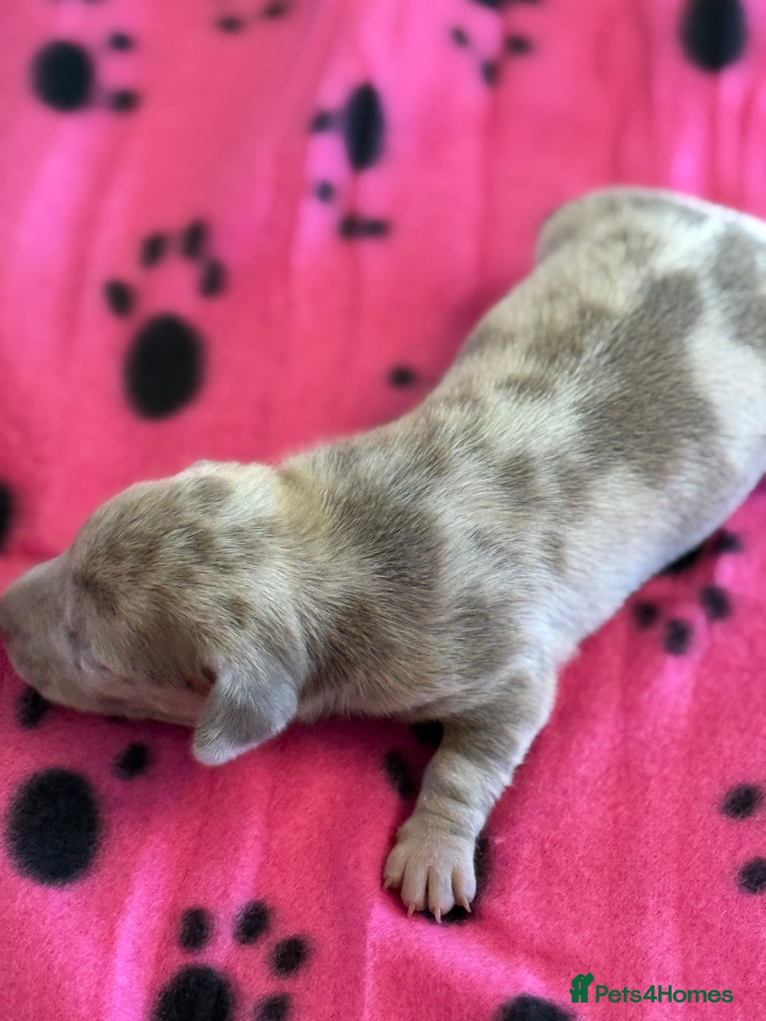 Miniature Dachshund dogs for sale: BEAUTIFUL KENNEL CLUB MINIATURE DACSHUND !! - Advert 2