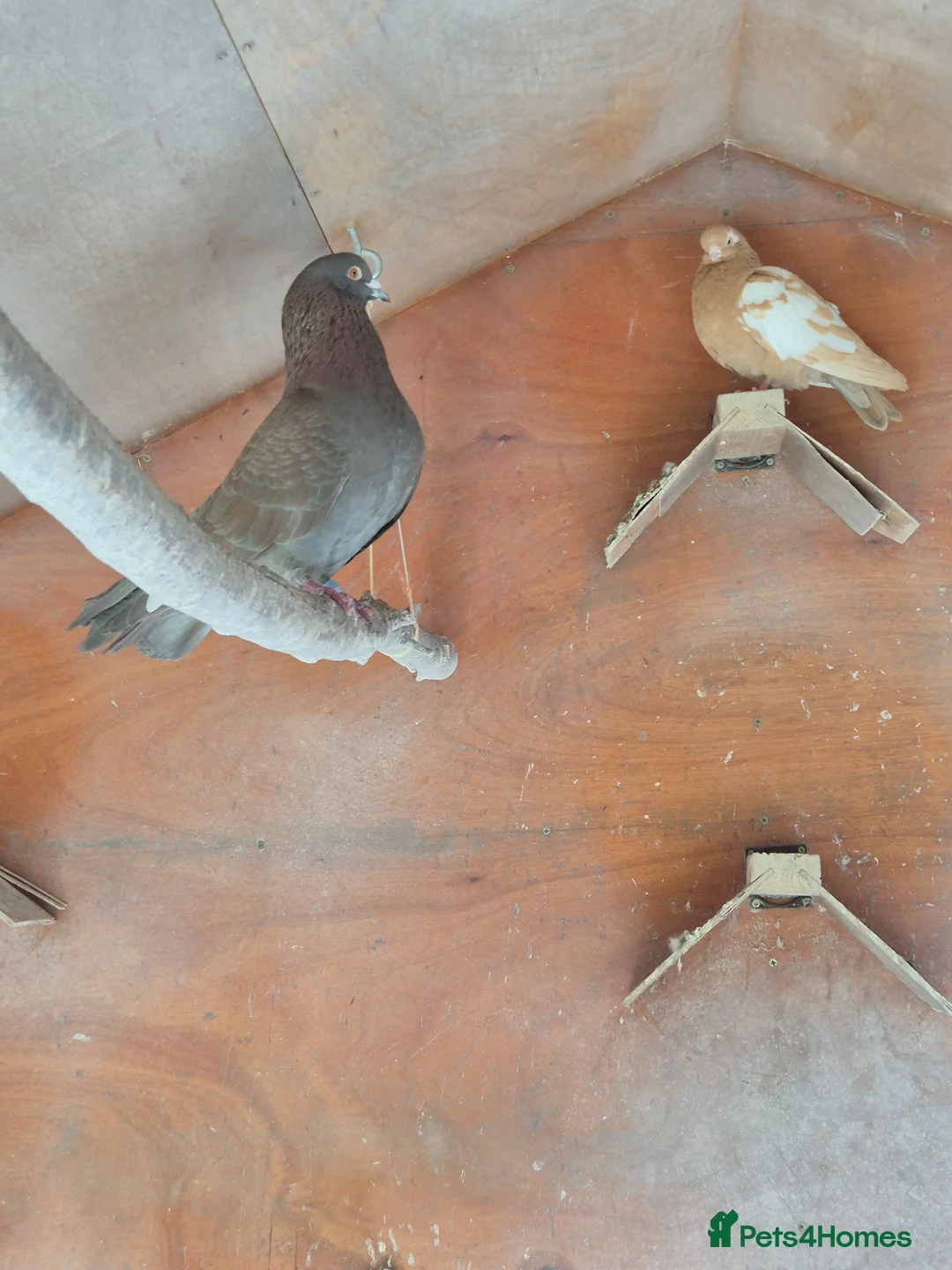 Pigeons birds for sale: Seven pigeons to good home in Wimborne - Advert 1