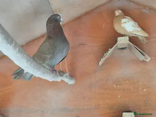 Pigeons birds Seven pigeons to good home - Advert 1