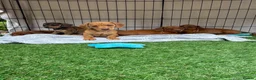 Miniature Dachshund dogs for sale: Beautiful mini dachshund pups ready for new homes  - Advert 1