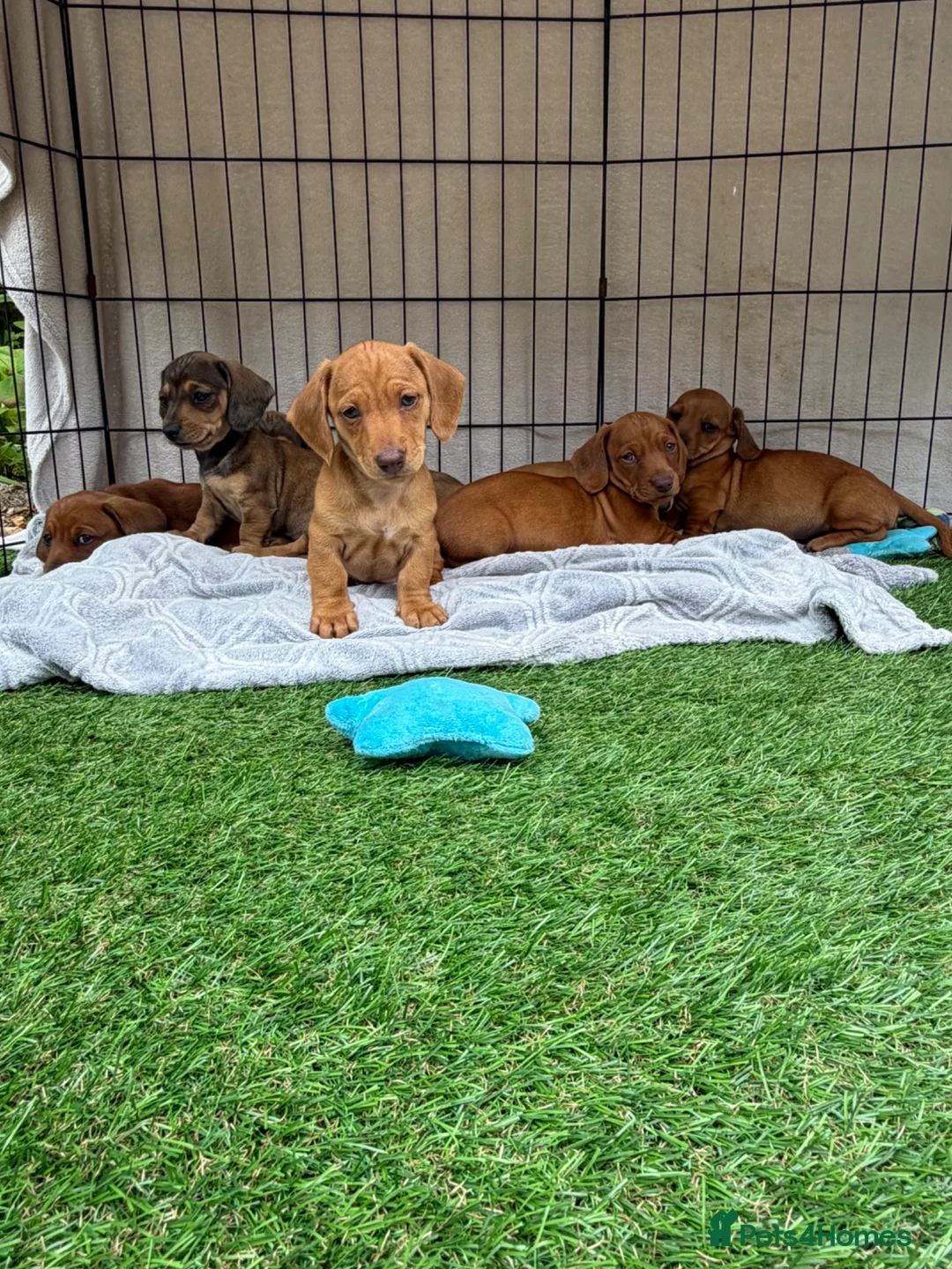 Miniature Dachshund dogs for sale: Beautiful mini dachshund pups ready for new homes  - Advert 1