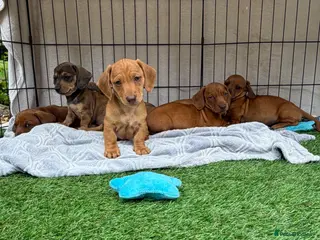 Miniature Dachshund dogs Beautiful mini dachshund pups ready for new homes - Advert 18
