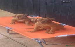 Dogue De Bordeaux dogs for sale: Male and female dogue de bordeaux puppies  - Advert 11