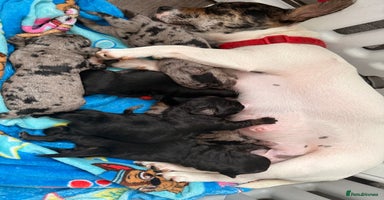 Mixed Breed dogs - Advert 7