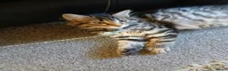 Maine Coon cats for sale: XL Maine Coon  - Advert 2