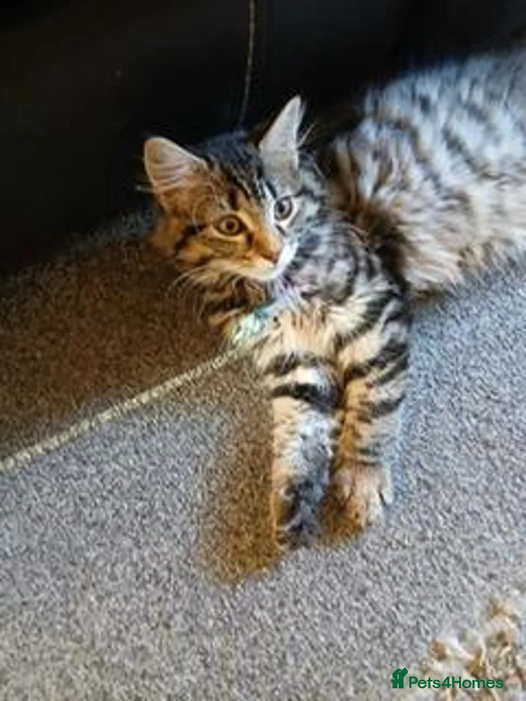 Maine Coon cats for sale: XL Maine Coon  - Advert 2