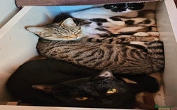 Domestic Shorthair cats for sale: 5 female Tabby Kittens - Image 3
