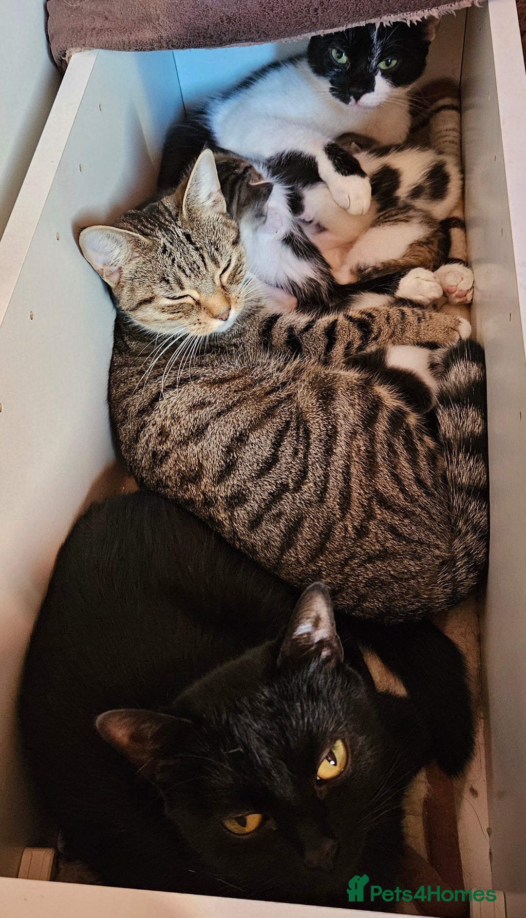 Domestic Shorthair cats for sale: 5 female Tabby Kittens - Image 3