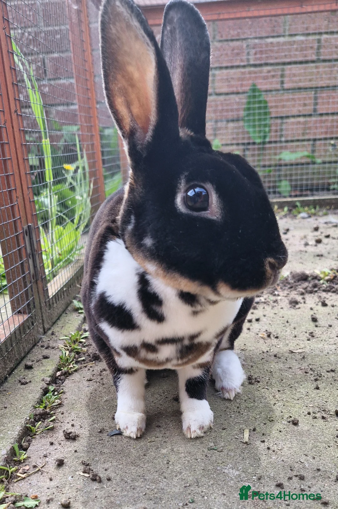 Rex rabbits for sale: ** male mini rex ** - Advert 2