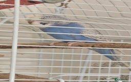 Budgerigars birds for sale: Budgies  - Image 1