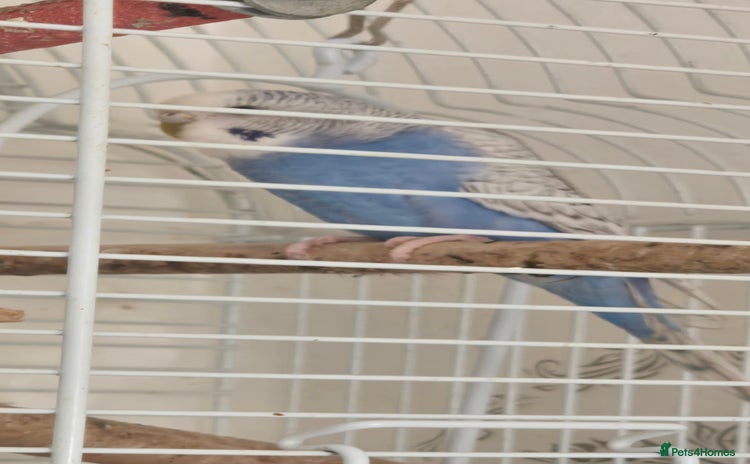 Budgerigars birds - Advert 1