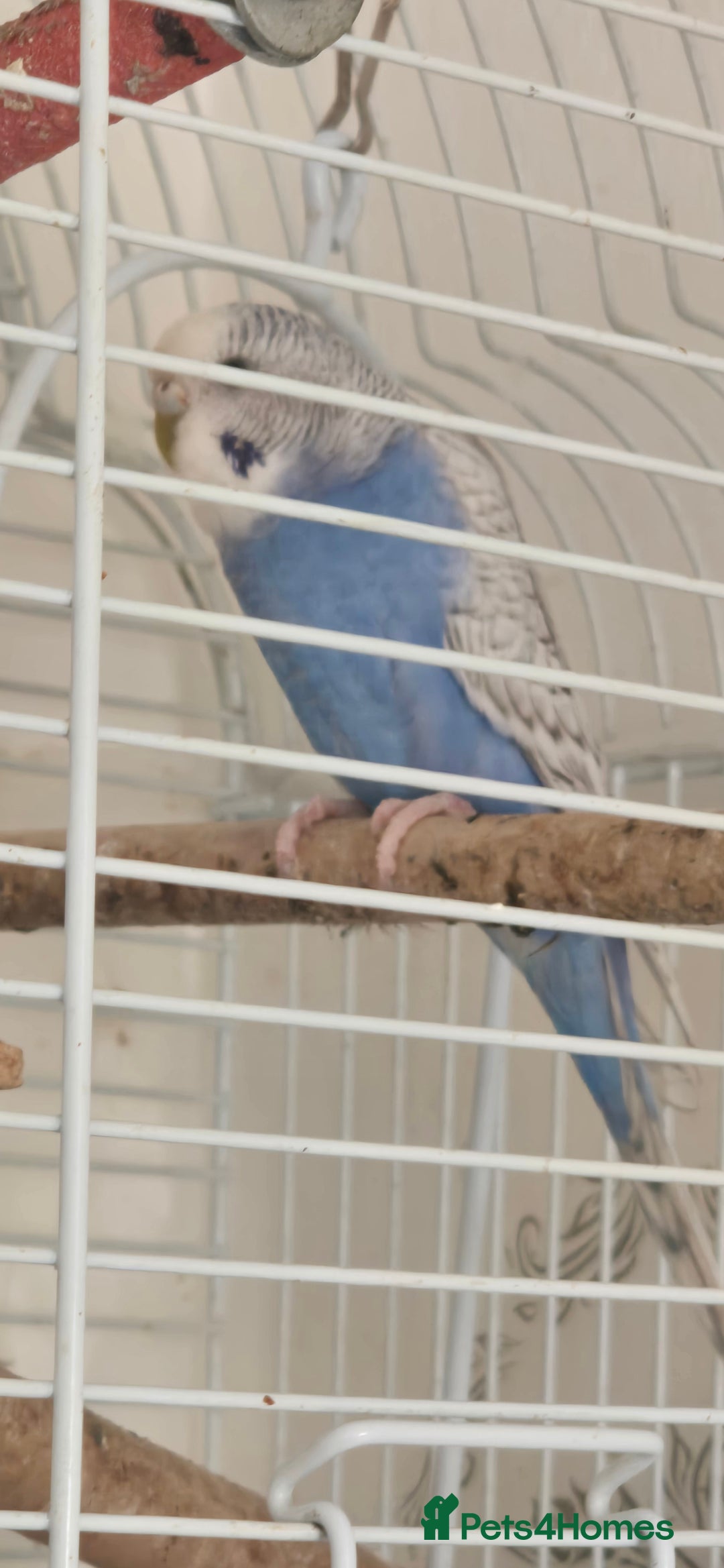 Budgerigars birds for sale: Budgies  - Image 1