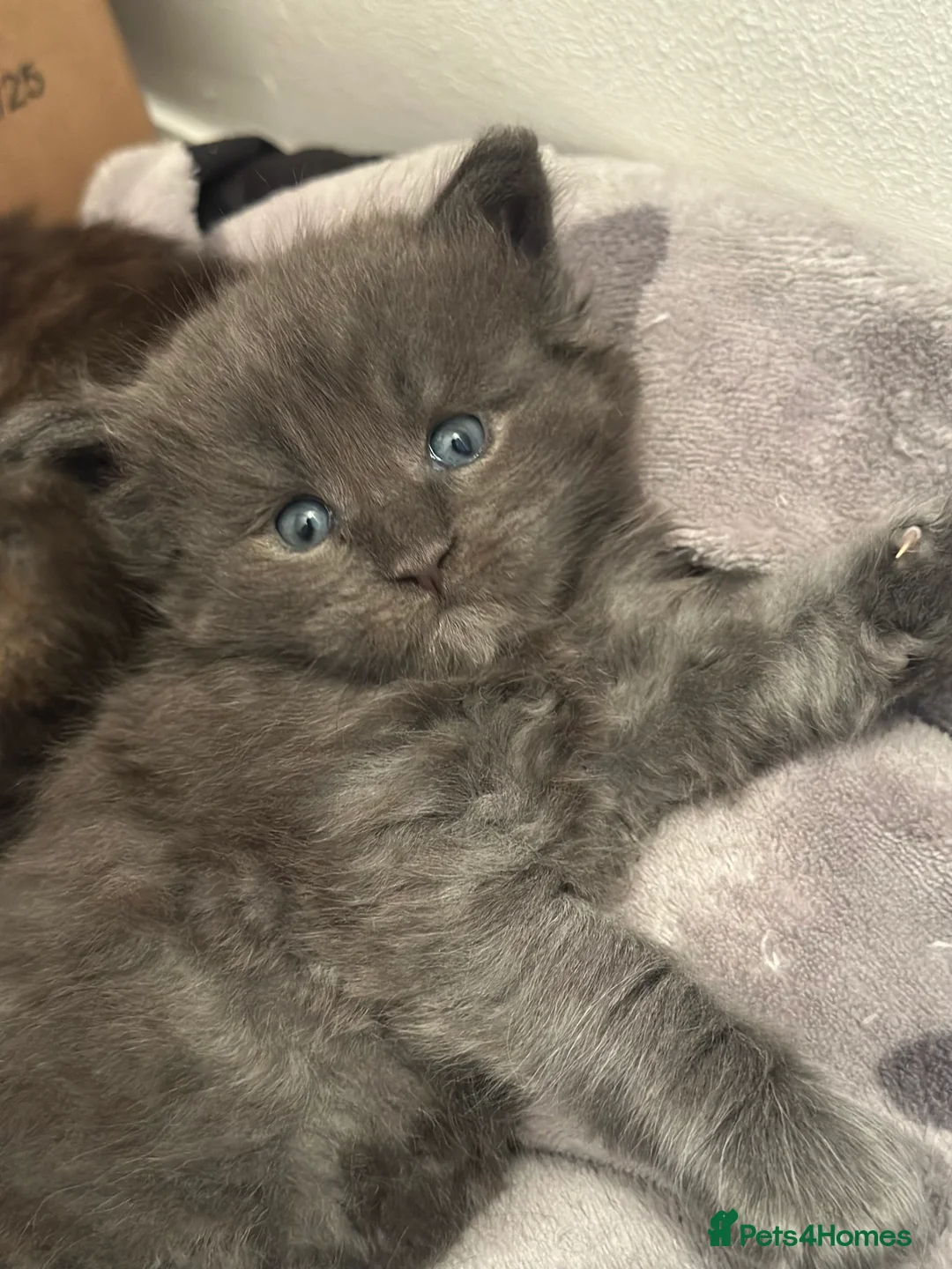 Maine Coon cats for sale: Stunning TICA Registered Maine Coon Kittens - Advert 13