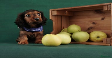 Miniature Dachshund dogs - Advert 10