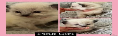 Ragdoll Kitten 1