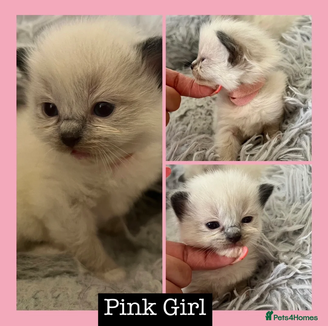 Ragdoll cats for sale: 🎀GCCF CH SIRED FEMALE RAGDOLL READY 24/12🎀 - Advert 3