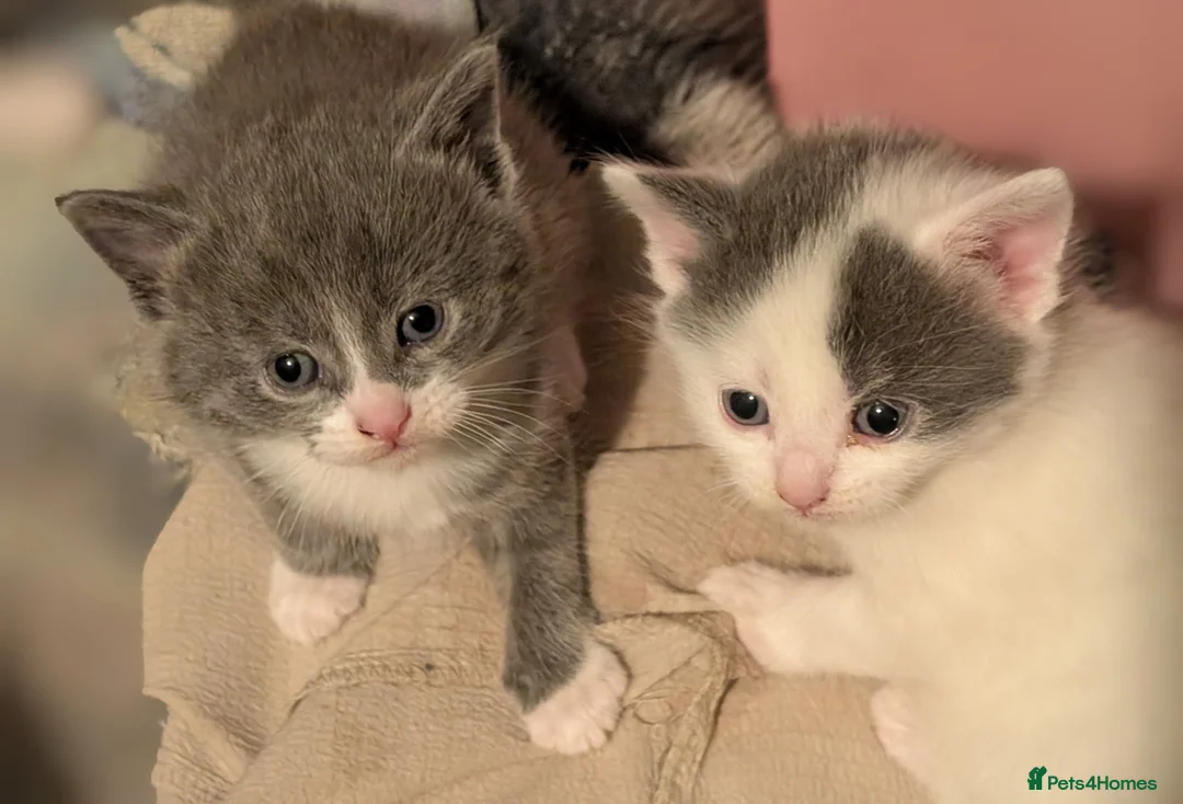 Domestic Shorthair cats for sale: Litter of kittens looking for their forever home - Advert 9