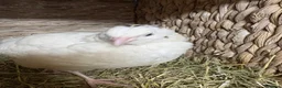 Quail poultry for sale: MALE QUAIL FOR SALE in Newtownards - Advert 15