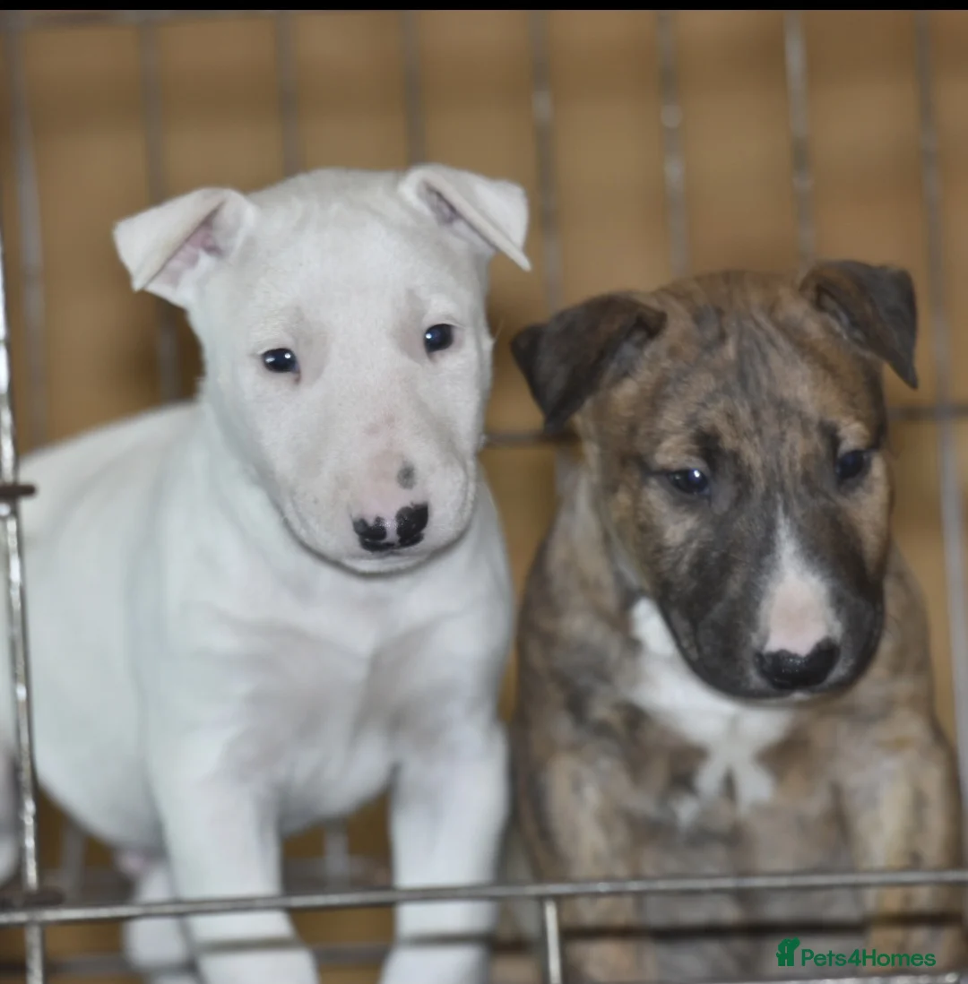 English Bull Terrier dogs for sale: UK's top quality ebt puppies - Advert 11