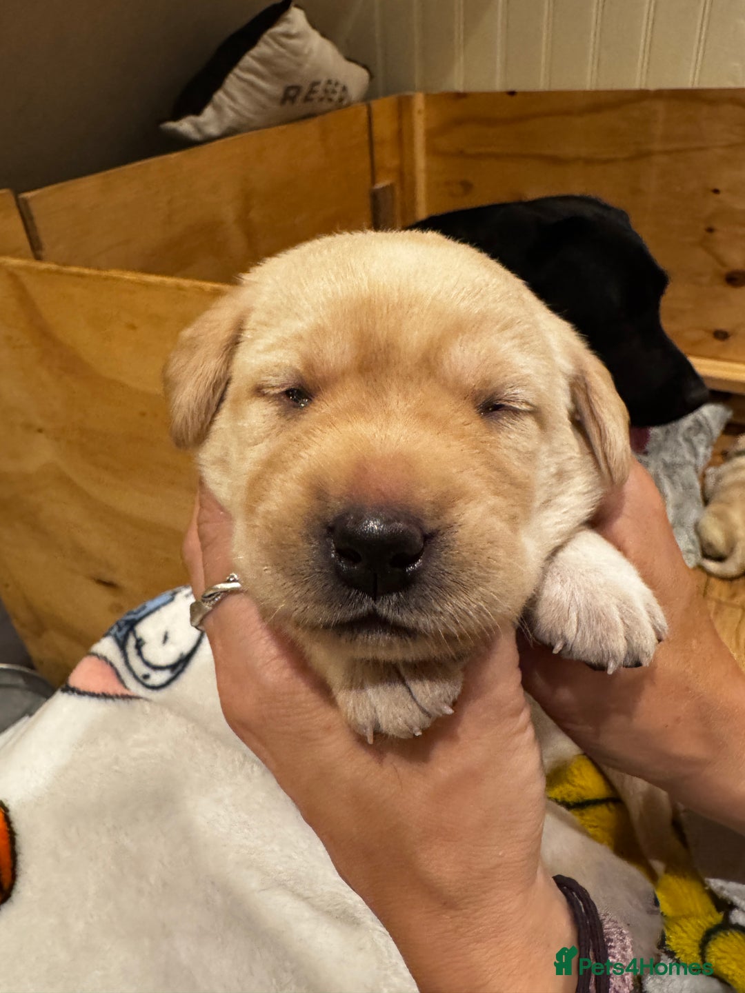 Labrador Retriever dogs for sale: English yellow Labradors  - Image 18
