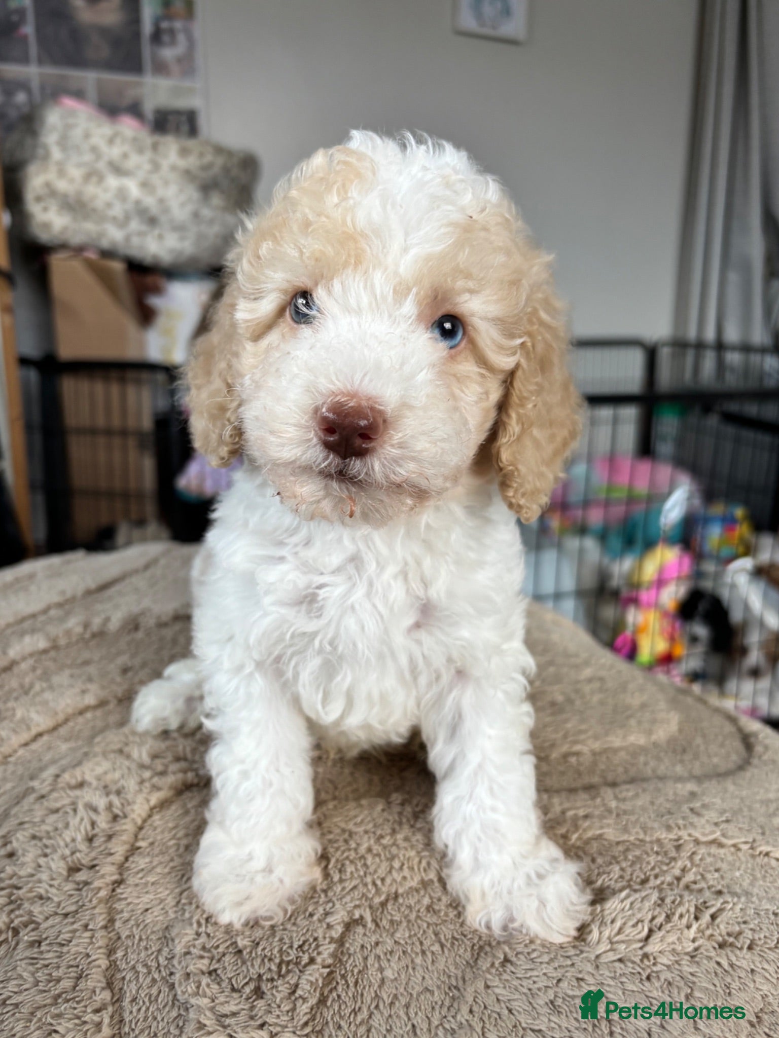 Cavapoo dogs Ready Now 3 extensively health tested cavapoo - Advert 9