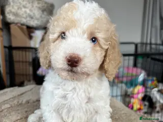 Cavapoo dogs Ready Now 3 extensively health tested cavapoo - Advert 9