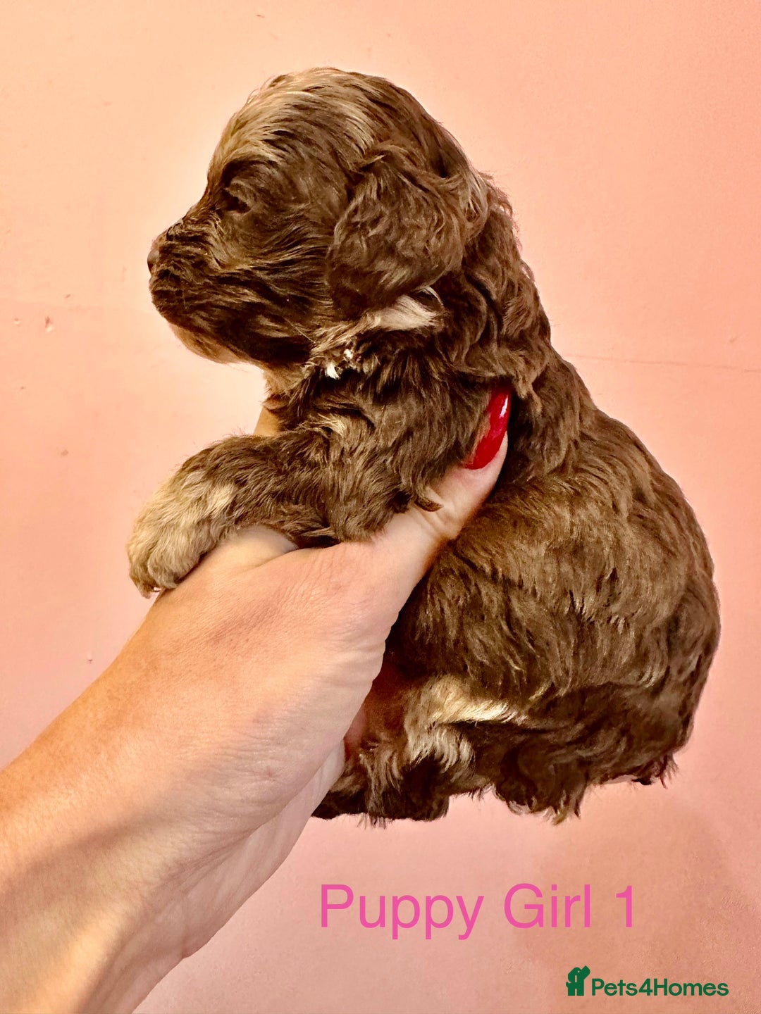 Cockapoo dogs for sale: Lovely American Cockapoo Pups Chocolates & Merles  - Advert 1