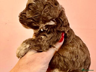 Cockapoo dogs Lovely American Cockapoo Pups Chocolates & Merles - Advert 1