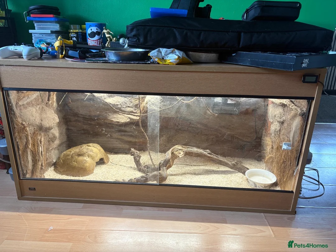 Python Snake reptiles for sale: Leopard male royal python and Viv   - Advert 1