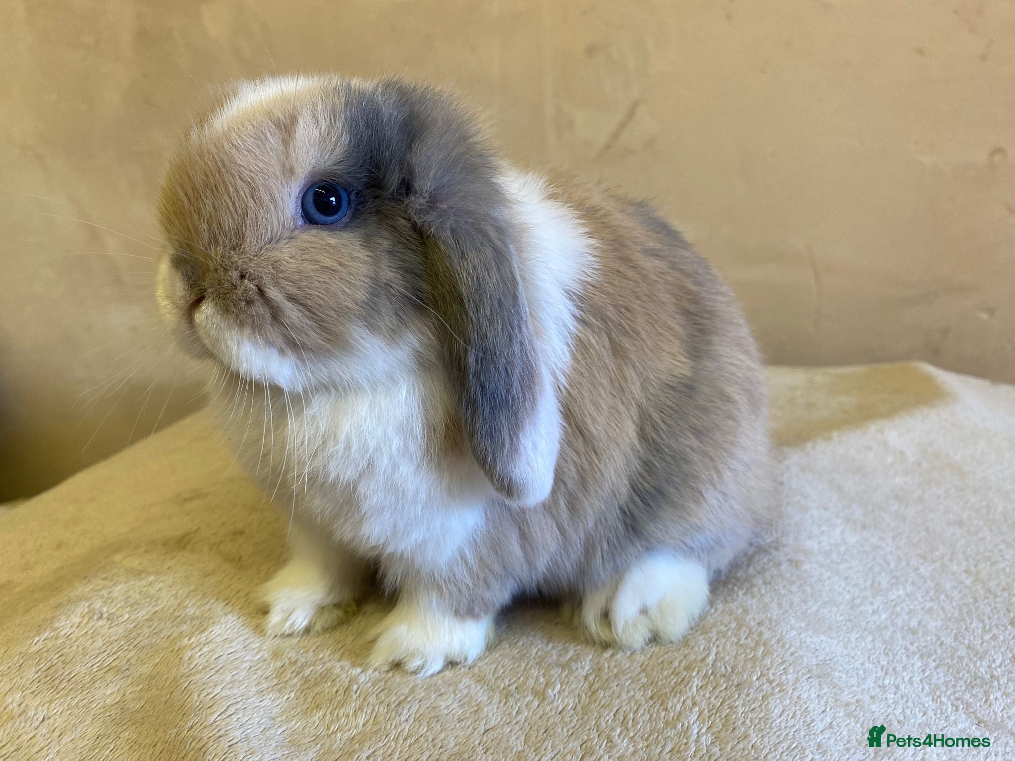 Mini Lop rabbits Mini lops - Advert 15