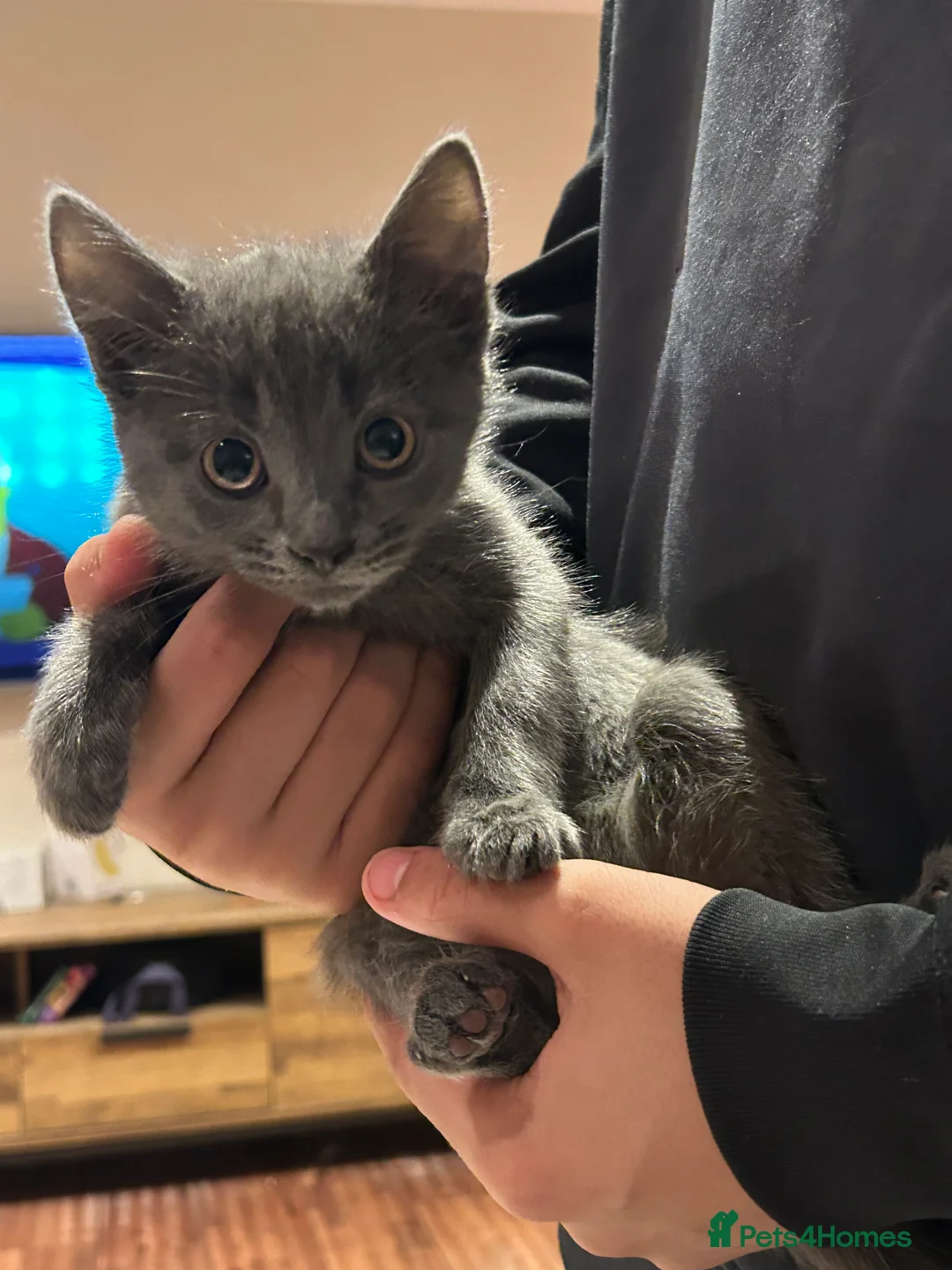 Mixed Breed cats for sale: 5 Adorable Kittens ready for their forever homes - Advert 7