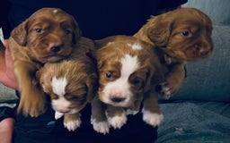 Cocker Spaniel dogs for sale: Working Cocker Spaniels  - Image 1