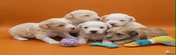 Maltipoo dogs for sale: Maltipoo Puppies READY TO BE VIEWED  - Advert 18