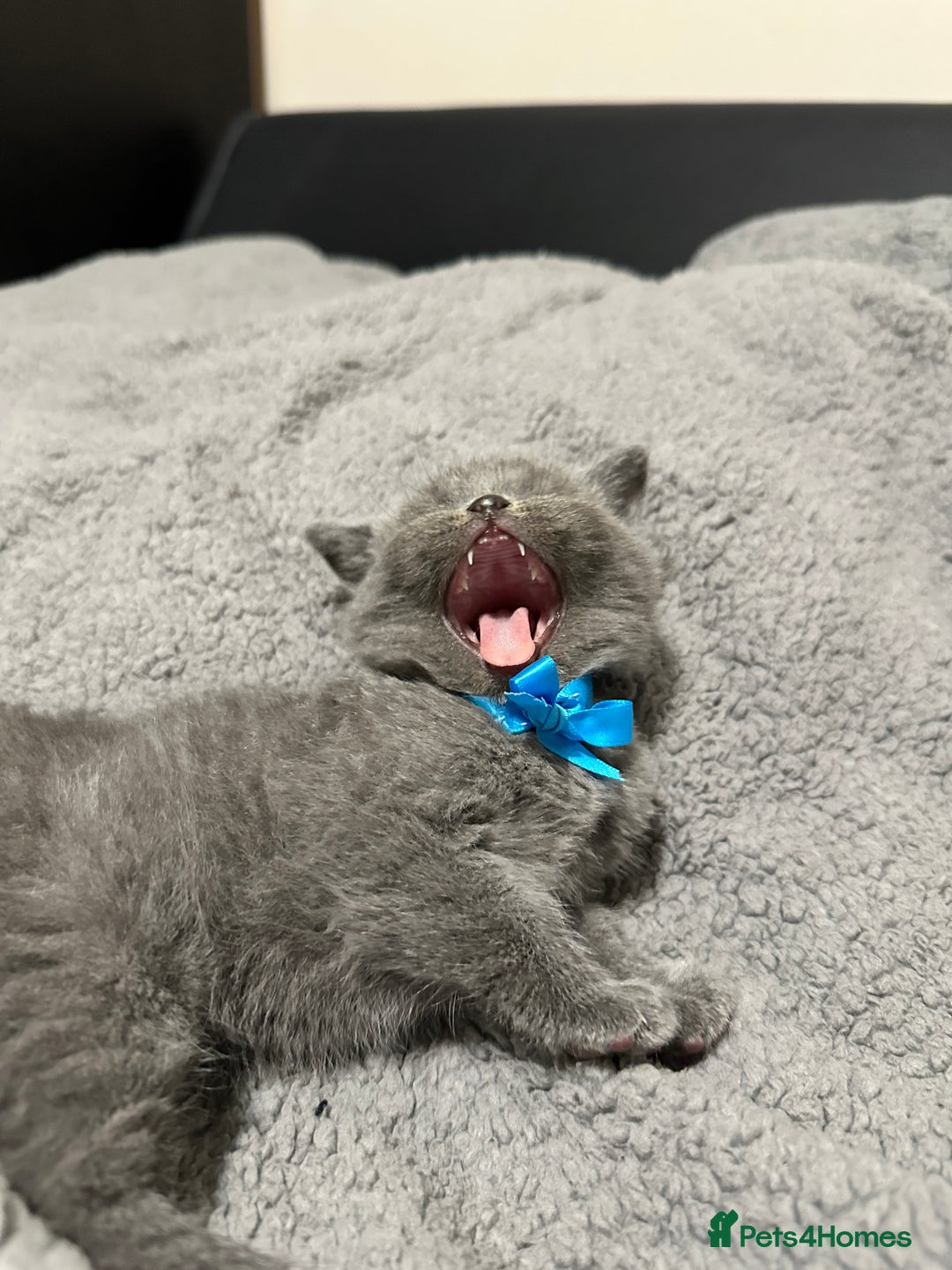 British Shorthair cats for sale: British Shorthair/Scottish Fold Kittens for sale - Image 19