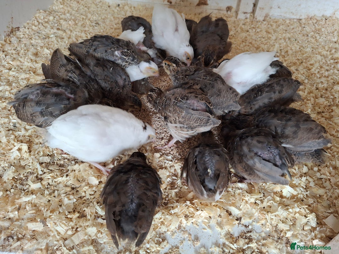 Quail poultry for sale: Coturnix quail  - Image 2