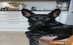 Belgian Shepherd Dog dogs for sale: Belgium malinois for rehoming 16 months - Advert 5