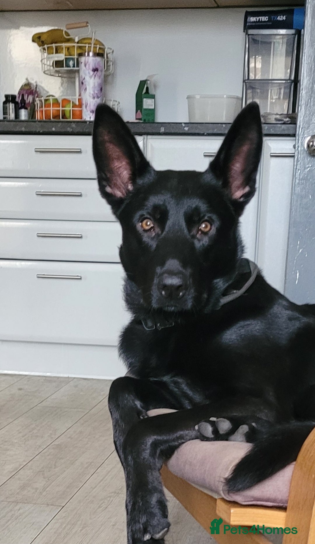 Belgian Shepherd Dog dogs for sale: Belgium malinois for rehoming 16 months - Advert 5