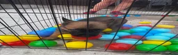 Belgian Shepherd Dog dogs for sale: Working Mali pups  in Crewe - Advert 4