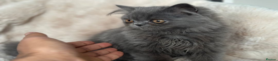 Blue colored persian (Smokey)