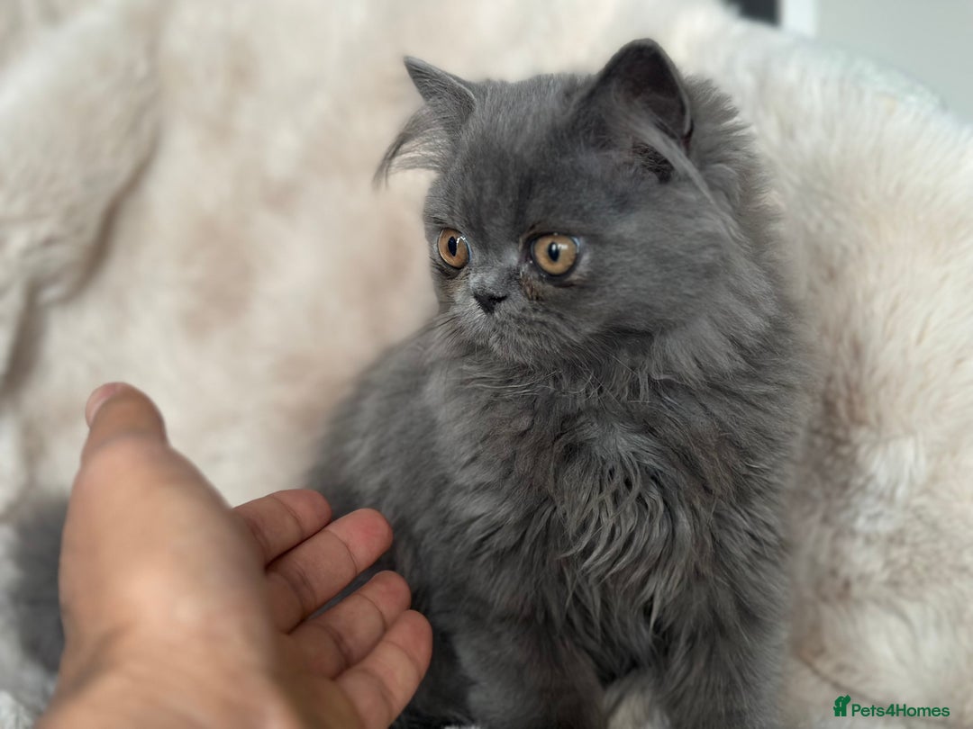 Persian cats for sale: 🐾 Beautiful Himalayan Persian Kittens 🐾 - Image 8