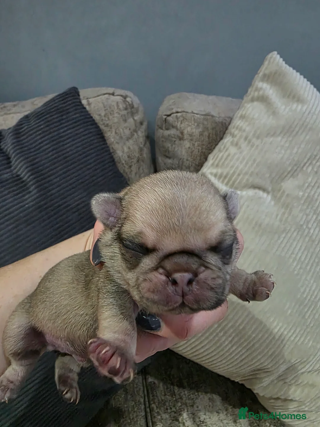 Pug dogs for sale: 4 baby males pugs for sale - Advert 2